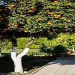 Paradise Village מלון דירות 3*